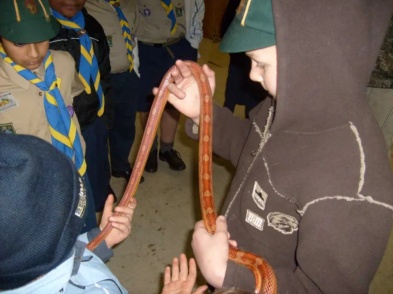 Cub's Reptile Evening, photo 8