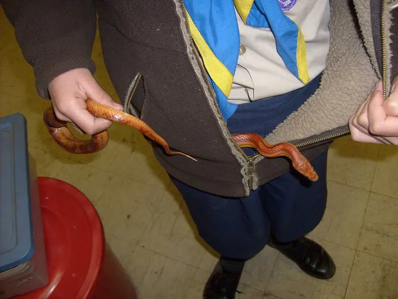 Cub's Reptile Evening, photo 18
