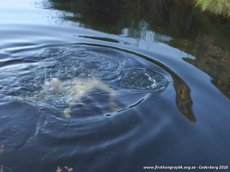 Senior Scout Adventure - Cederberg 2010, photo 40
